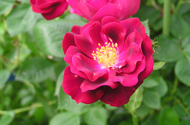 Dr.Huey, Himeno Rose Nursery.jpg