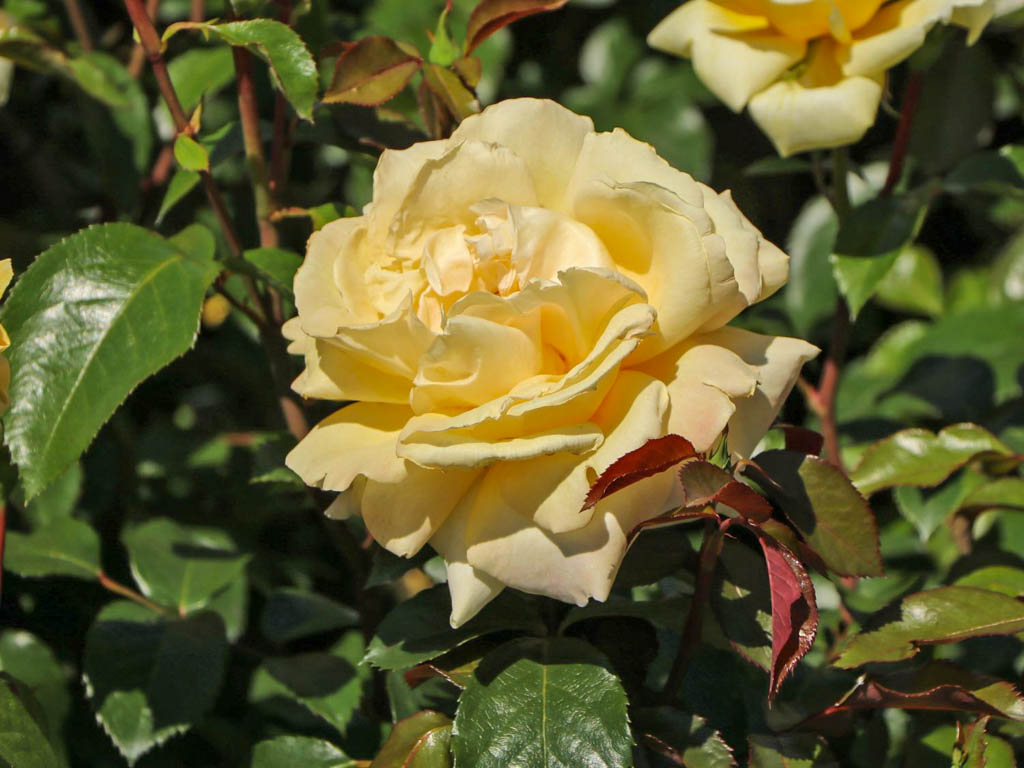 DateiWinter Sun, Baumschule Horstmann 12w.jpg RoseBiblio