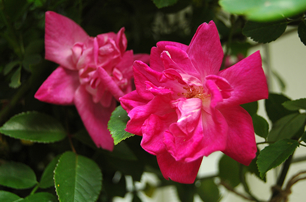 Rosa chinensis, Himeno Rose Nursery.jpg