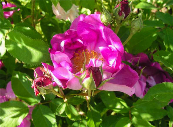 Josette Dietrich - hybride rosa x ben-gallique-1-g.jpg