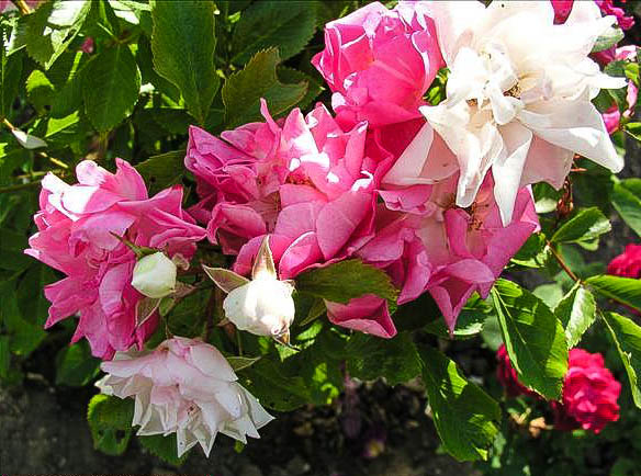 Guaracha - hybride rosa multiflora adenochaeta-1-g.jpg