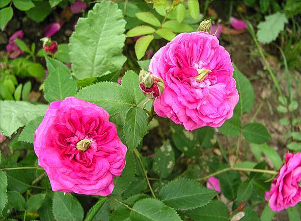 La belle prolifère - hybride rosa gallica-1-g.jpg