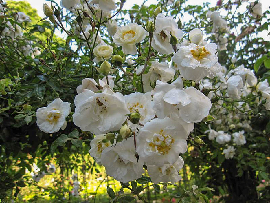 White Rambler Roses Sander's White Rambler – Rose-Biblio