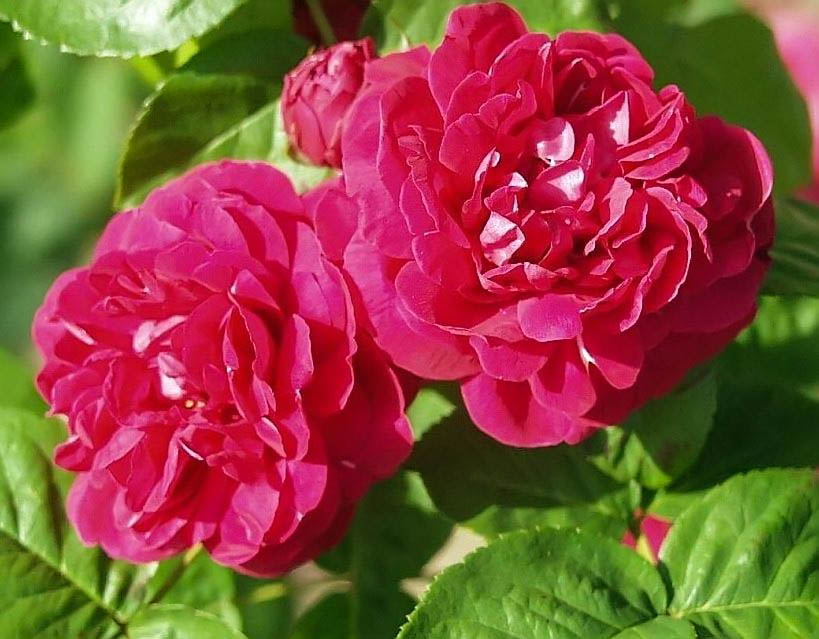 Paul's Scarlet Climber – Rose-Biblio