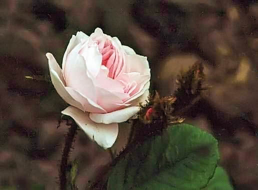 Rosa centifolia white moss filtered-3-g.jpg