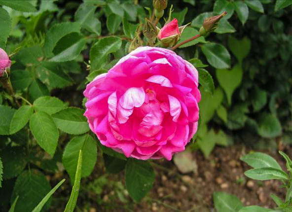 Bocagère de Trangé - hybride rosa x centifolia muscosa-1-g.jpg