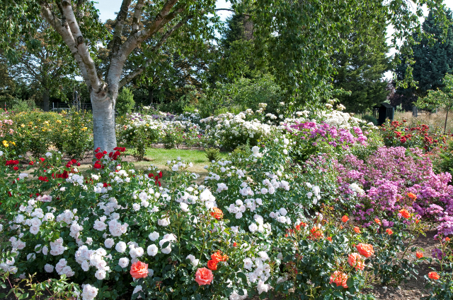 Albans Silver Birch and Rose Beds at Gardens of the Rose, RNRS.JPG