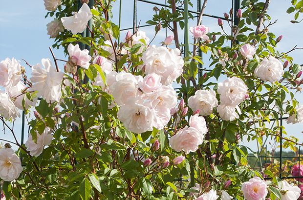 Champney's Pink Cluster, Himeno Rose Nursery.jpg