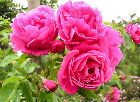 Olympe de Gouges - hybride rosa wichurana-1-g.jpg