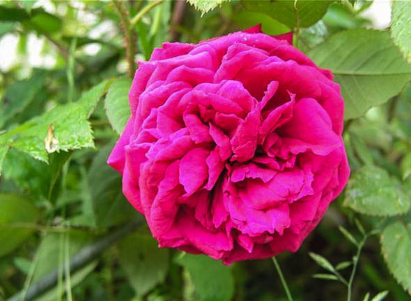 Alienor d' Aquitaine - hybride rosa x centifolia muscosa-1-g.jpg