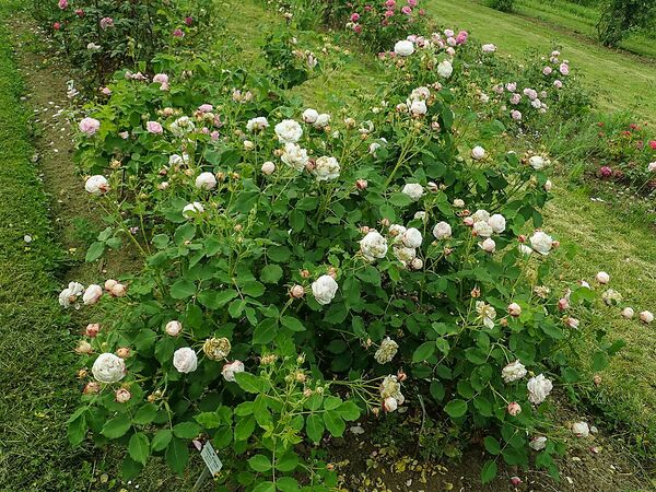 Gloire d’Olivet, SalycinaSGH 2-2-w.jpg