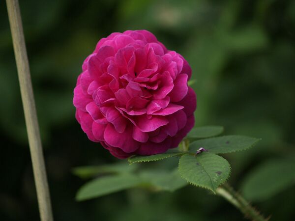 Rosa Centifolia-Henry Martin-2020-07-01- 7019015.jpg