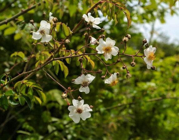 Rosa paniculigera, Yuki Mikanagi 3-2-w.jpg