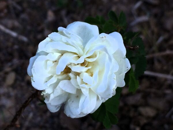 J'attends les fleurs suivantes avec impatience!