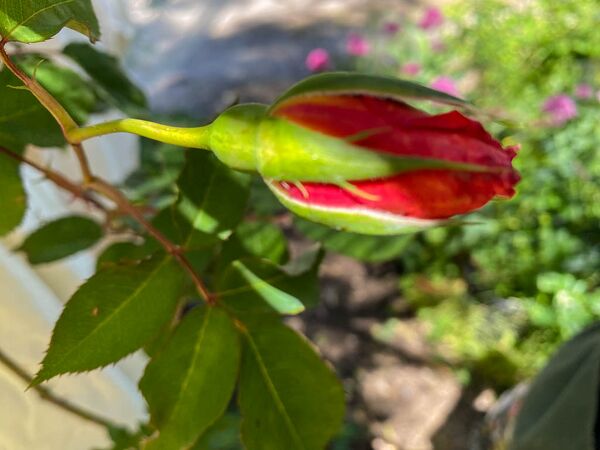 Rose d'Amour, Pat Toolan (3)-2-w.jpg