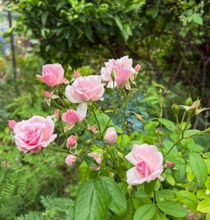 Toresky, roses josep 2-2-w.jpg