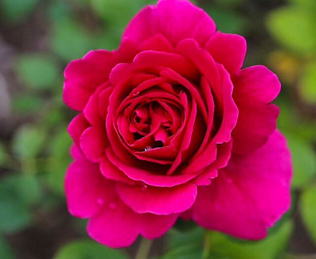 Princesse Vega – Rose-Biblio