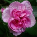 Rose-Biblio.PNG