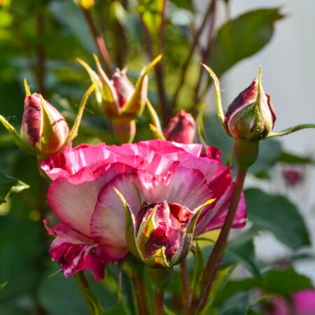 Belle de Segosa, Landhaus Ettenbühl 2-2-w.jpg