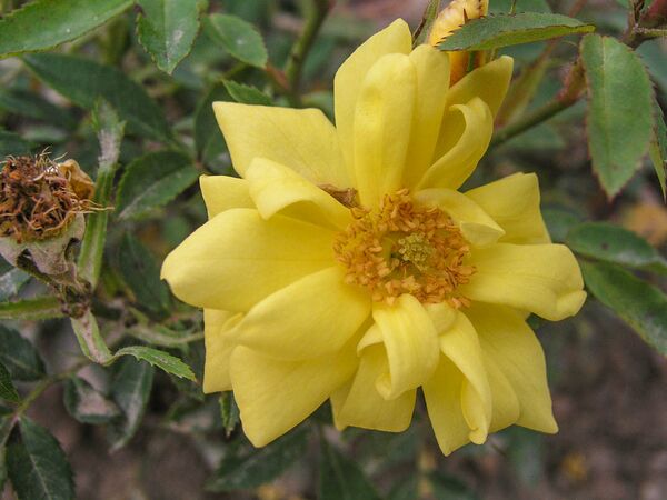 Rosina, Rosenschule Václav Macháček 1-2-w.jpg