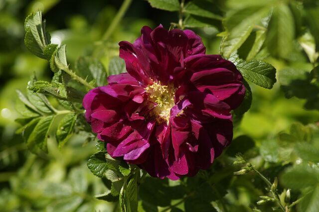 Wild Eagle – Rose-Biblio