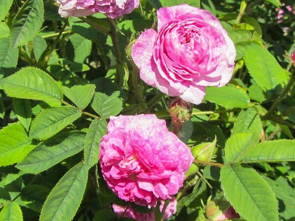 Alcime 1845, Stéphane Barth, L'Haÿ 2-2-w.jpg