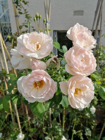 Manon Roland - JPV Villa Rosa-2-w.jpg