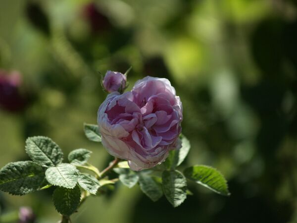 Rosa cenfifolia-Pompon de Bourgogne-2020-06-20- 6158947.JPG