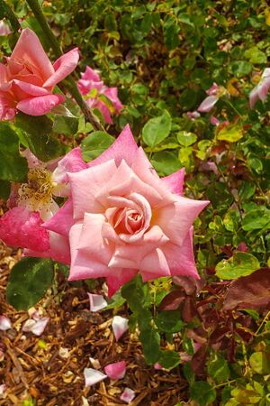 Pink Parfait, Jill Perry 1-2-w.jpg