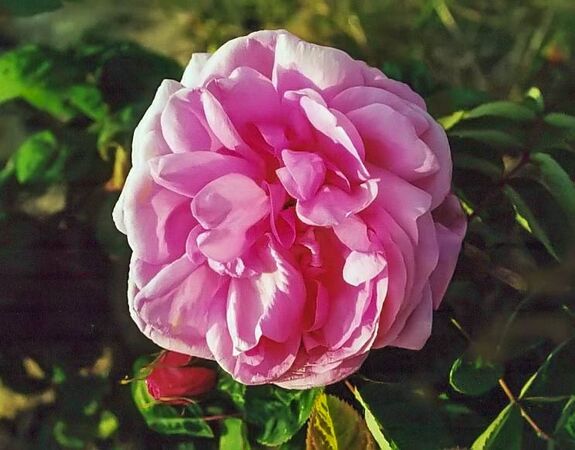 Rosa bullata filtered-3-g.jpg