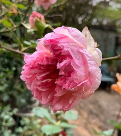Rose of Yesterday, Girija Viraraghavan 4-2-w.jpg