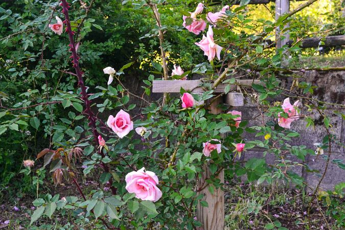 Takamasa Tsuge, Rosarian’s Rosarian 2-2-w.jpg