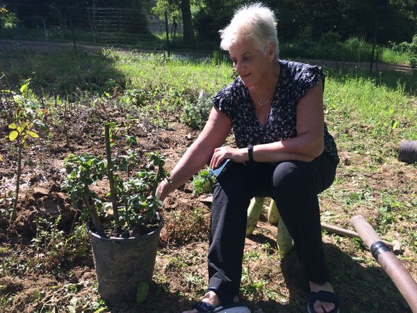 Sue et le rosier de ses parents