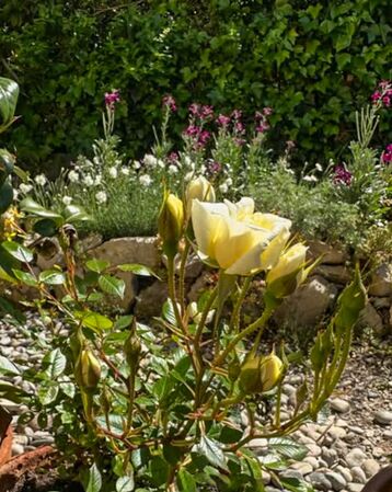 Para Ti, roses josep 4-2-w.jpg