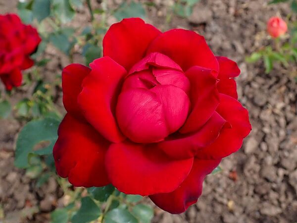 Paz Vila, Salicyna, Wikimedia-2-w.jpg