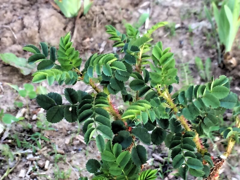 Datei:003 rb walferbierg.jpg