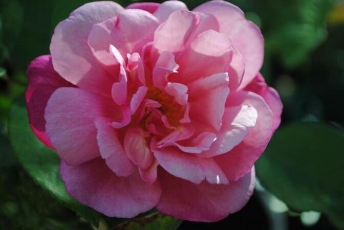 Almerta Orchard Pink Tea, FR 1.jpg