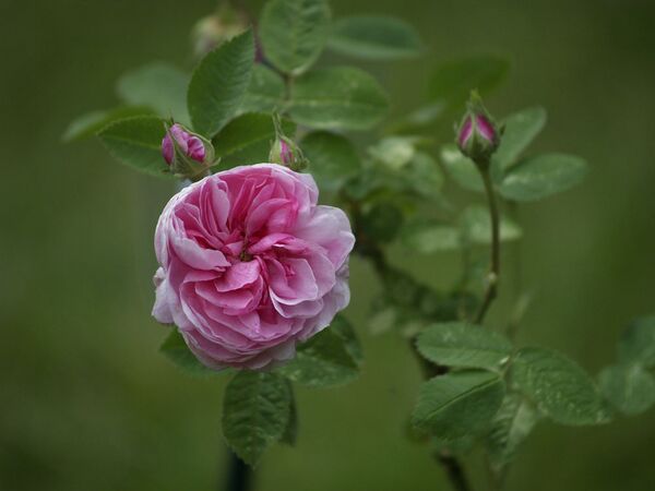 Rosa cenfifolia-Pompon de Bourgogne-2020-06-08- 6088808.jpg