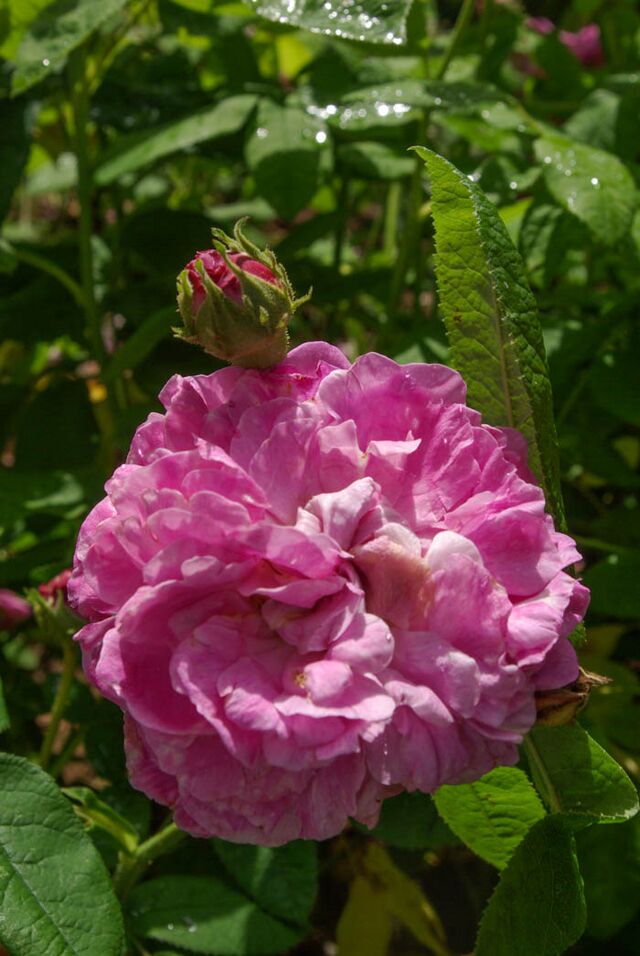 Mazeppa – Rose-Biblio
