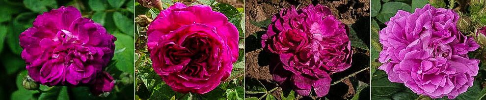 Kat purpur-violett 2 -w.jpg