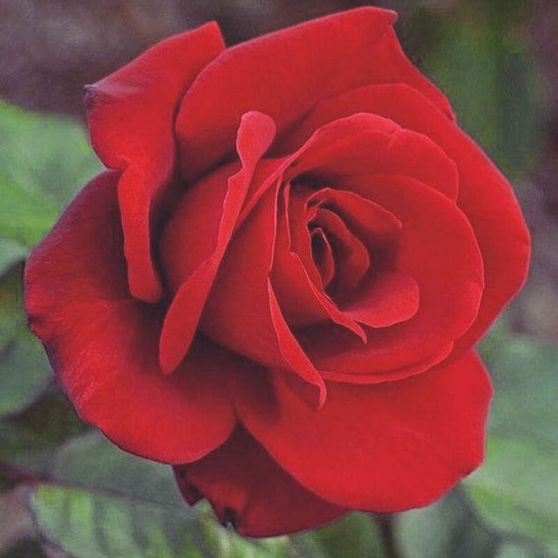 Mirandy – Rose-Biblio