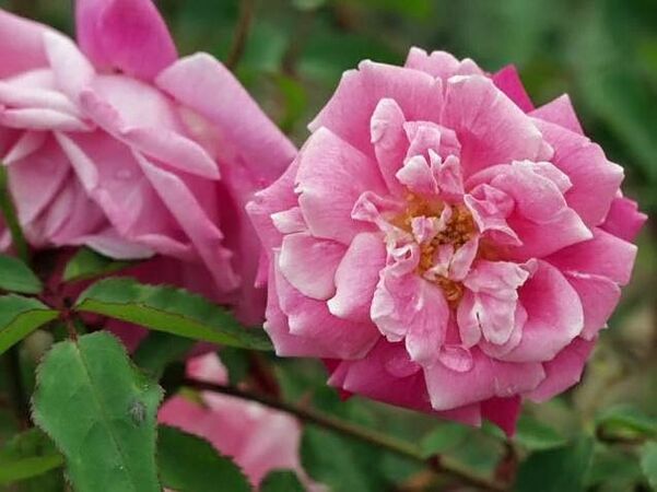 Beauty of rosemawr filtered-3-g.jpg