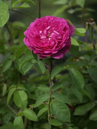 Rosa Remontant-Reine des Violettes-2019-08-04- 8078585.jpg