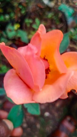 Flame of my Heart, Girija Viraraghavan 1-2-w.jpg