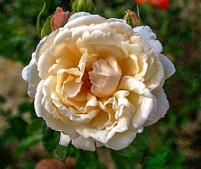 Vanilla Twilight – Rose-Biblio