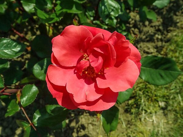 Senora de Carulla,, Salicyna, SGH 2-2-w.jpg