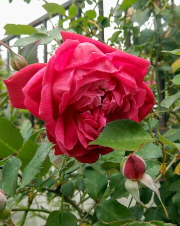 Elisabeth's China, Jeri Jennings 5-2-w.jpg