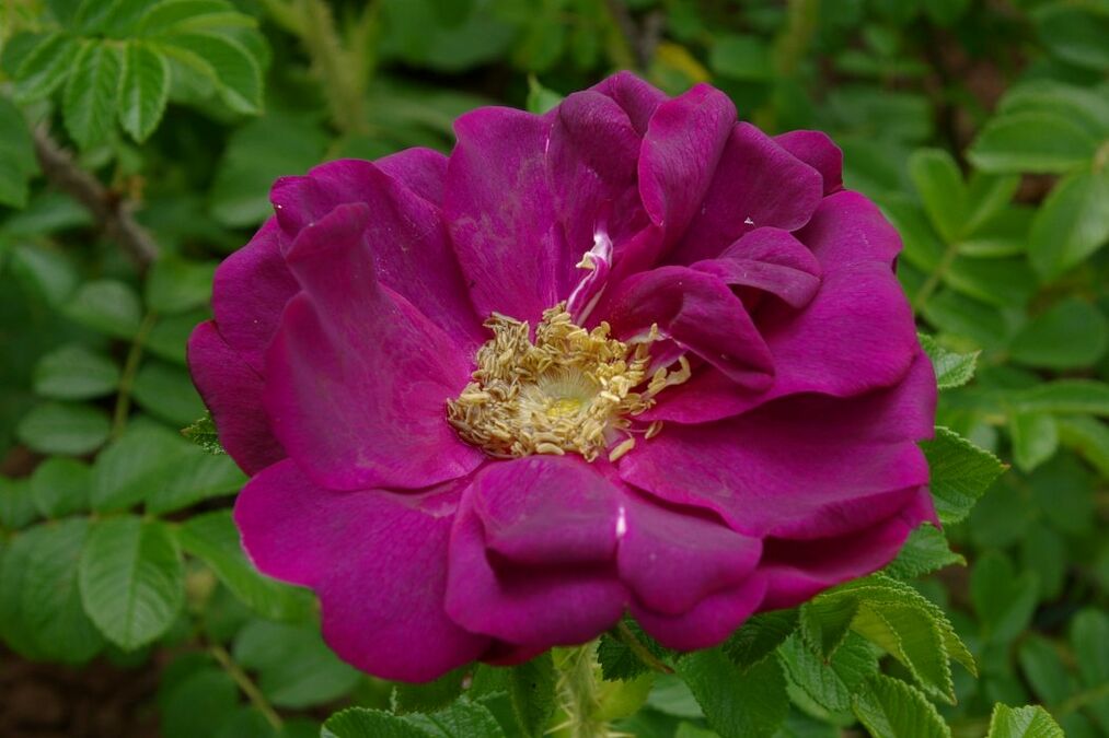Wild Eagle – Rose-Biblio