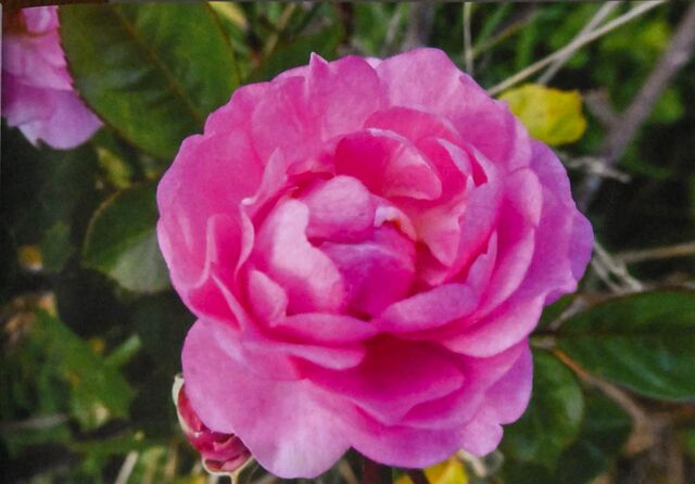 Ann Turner – Rose-Biblio
