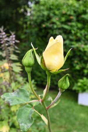 DSC 4987-2-w.jpg